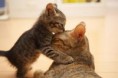/album/fotogalerij/poesje-met-mama-jpg/